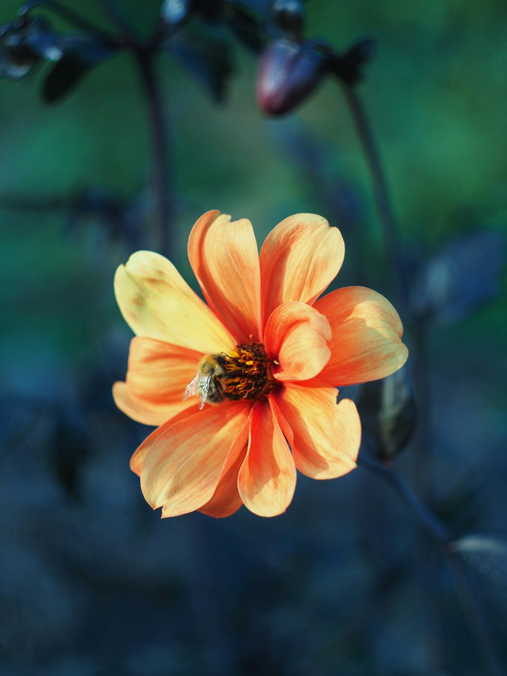 yellow and black flower in tilt shift lens