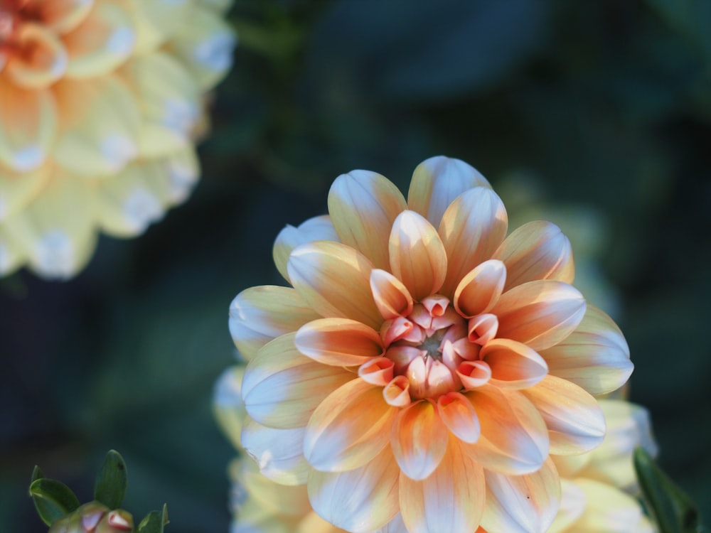 yellow flower in tilt shift lens