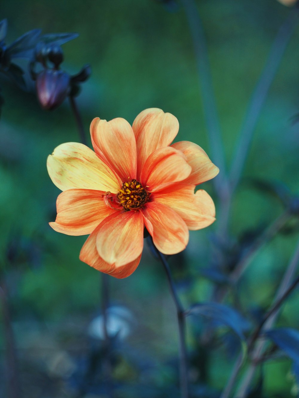 yellow flower in tilt shift lens