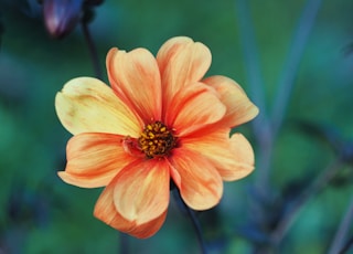 yellow flower in tilt shift lens