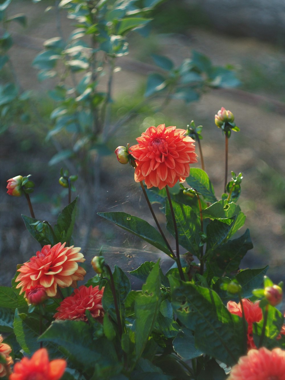 rote Blüten mit grünen Blättern