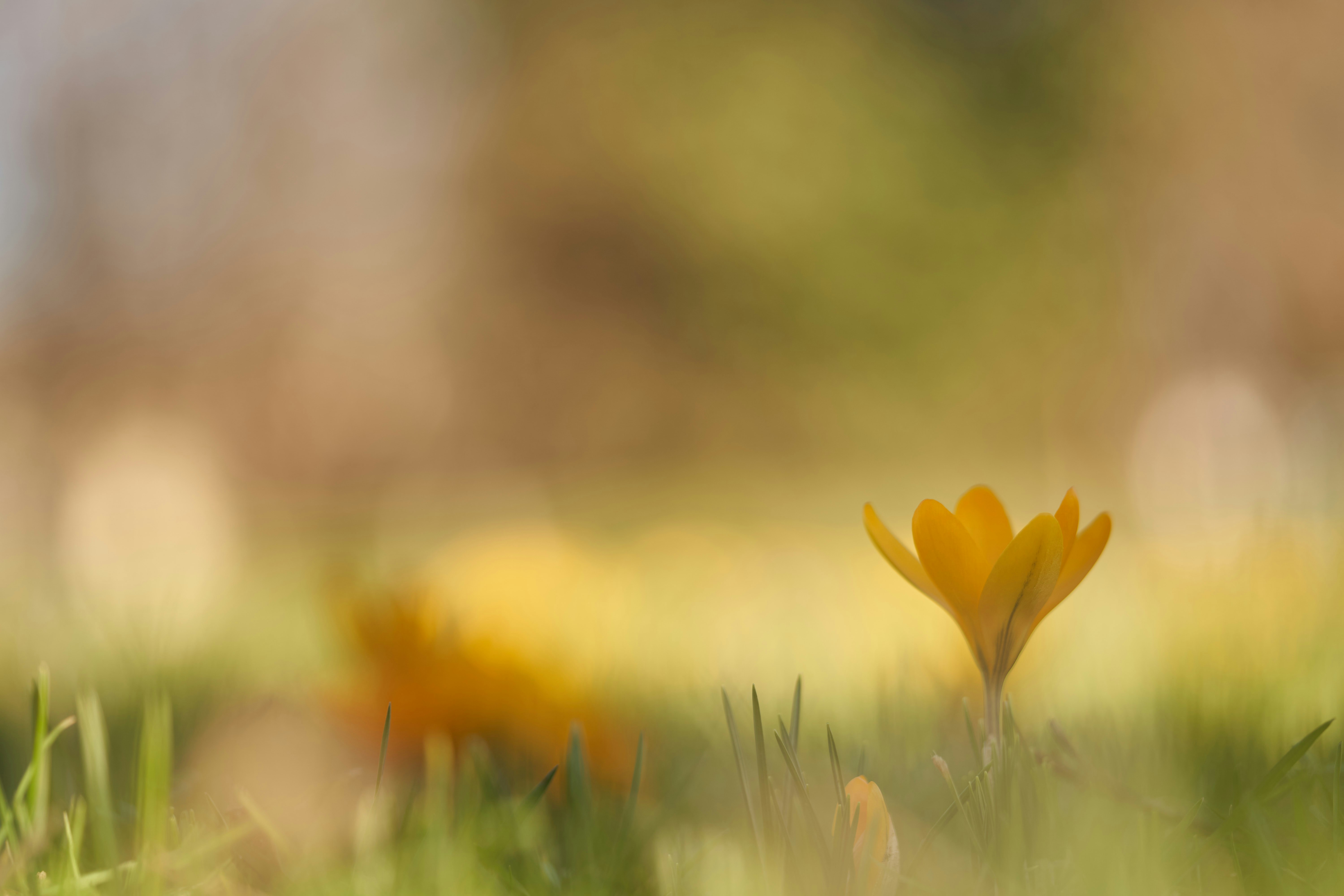 Photo by wolfgang_hasselmann