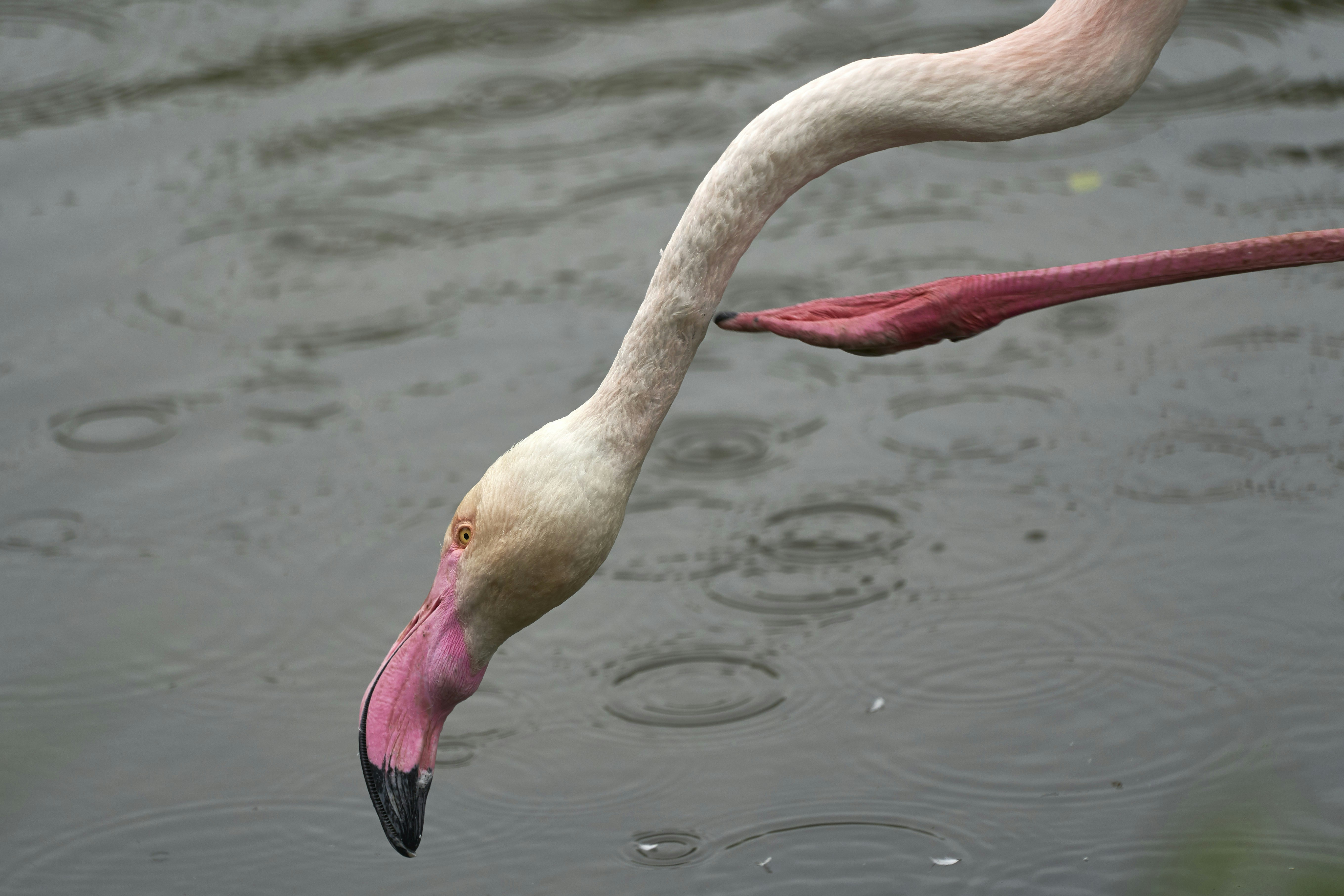 Photo by wolfgang_hasselmann