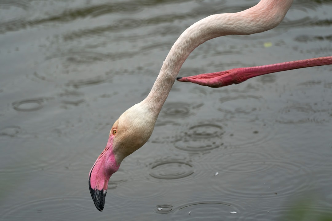 pink flamingo on water during daytime