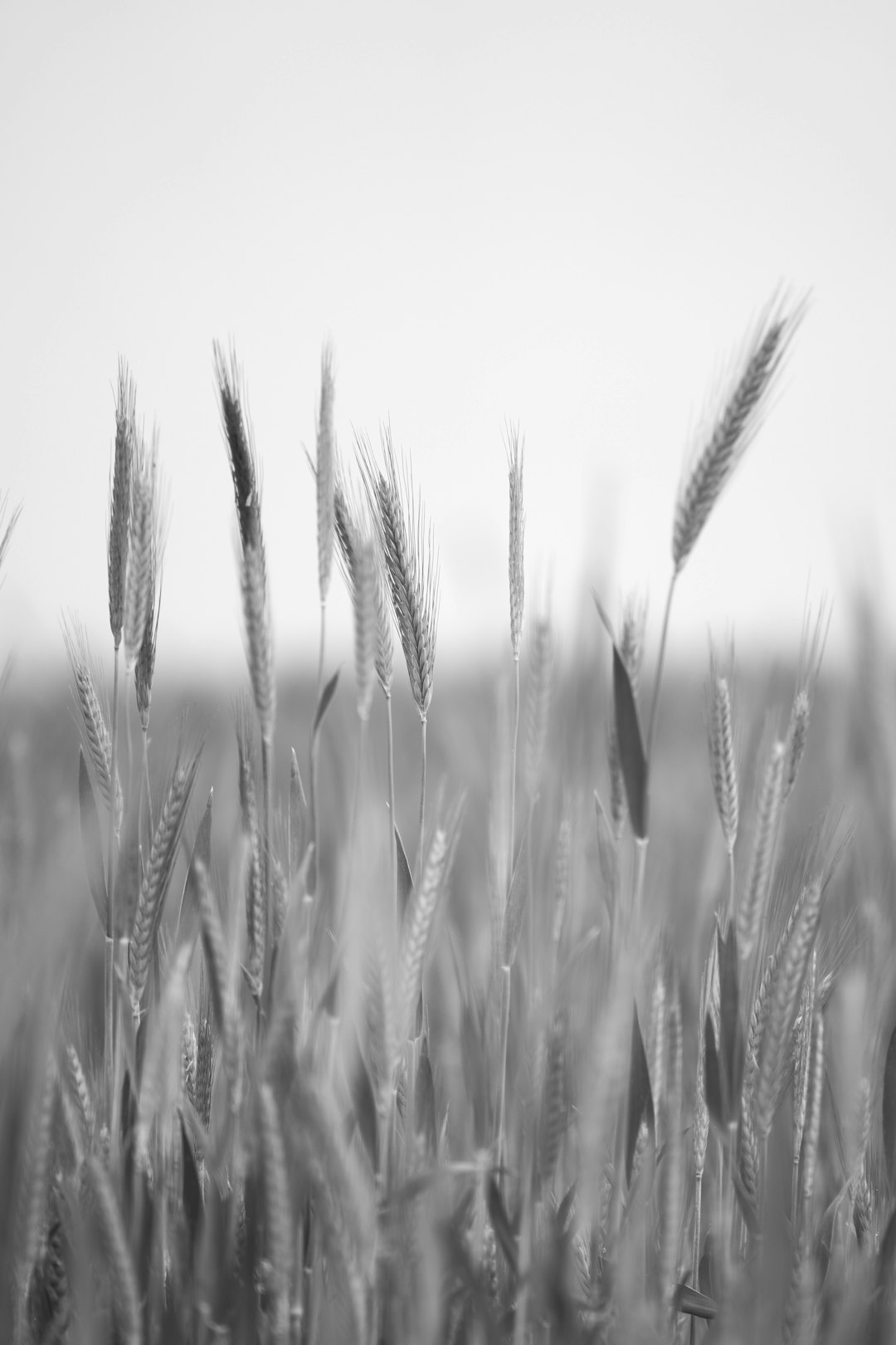 grayscale photo of wheat field