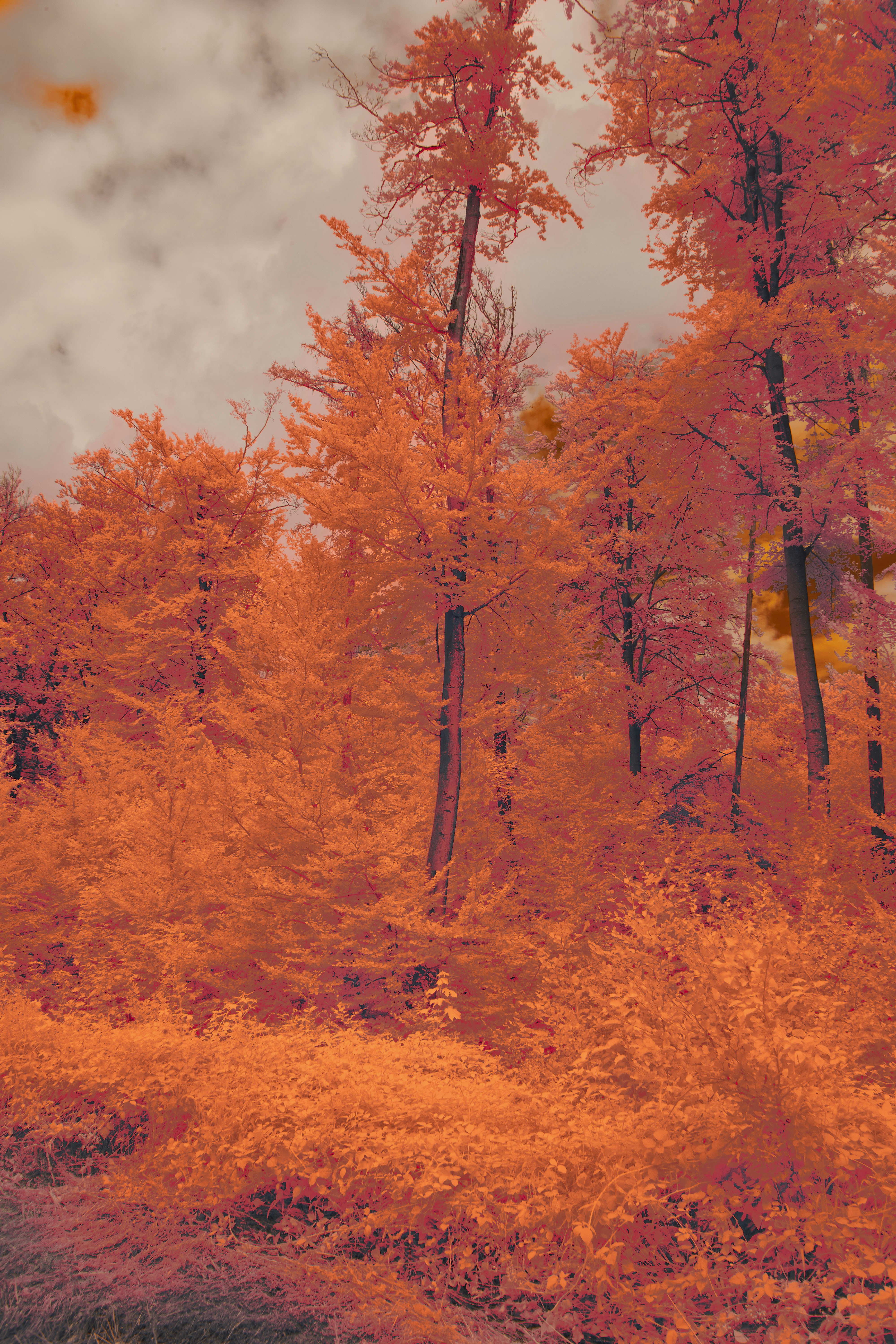 Photo by wolfgang_hasselmann