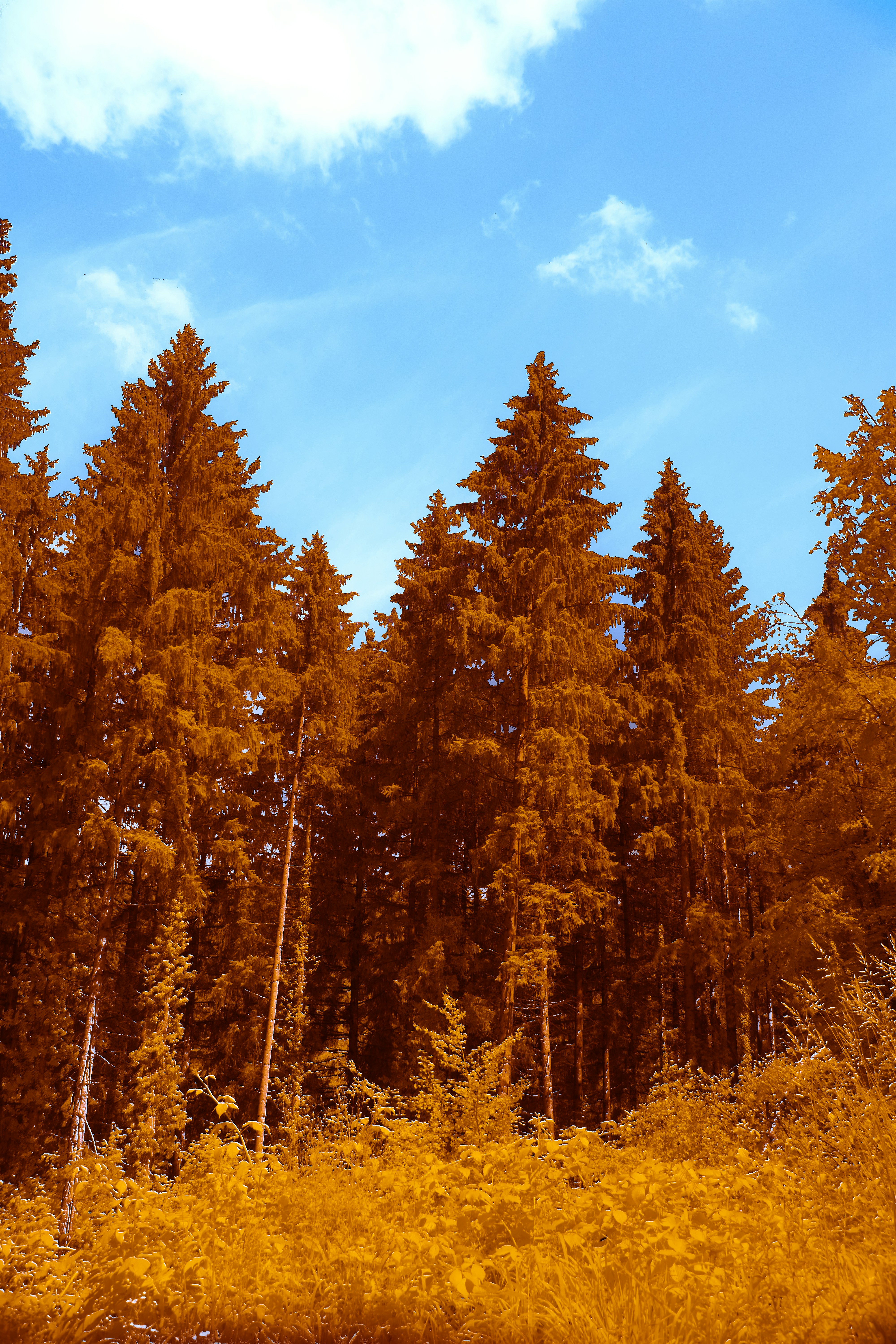 Photo by wolfgang_hasselmann