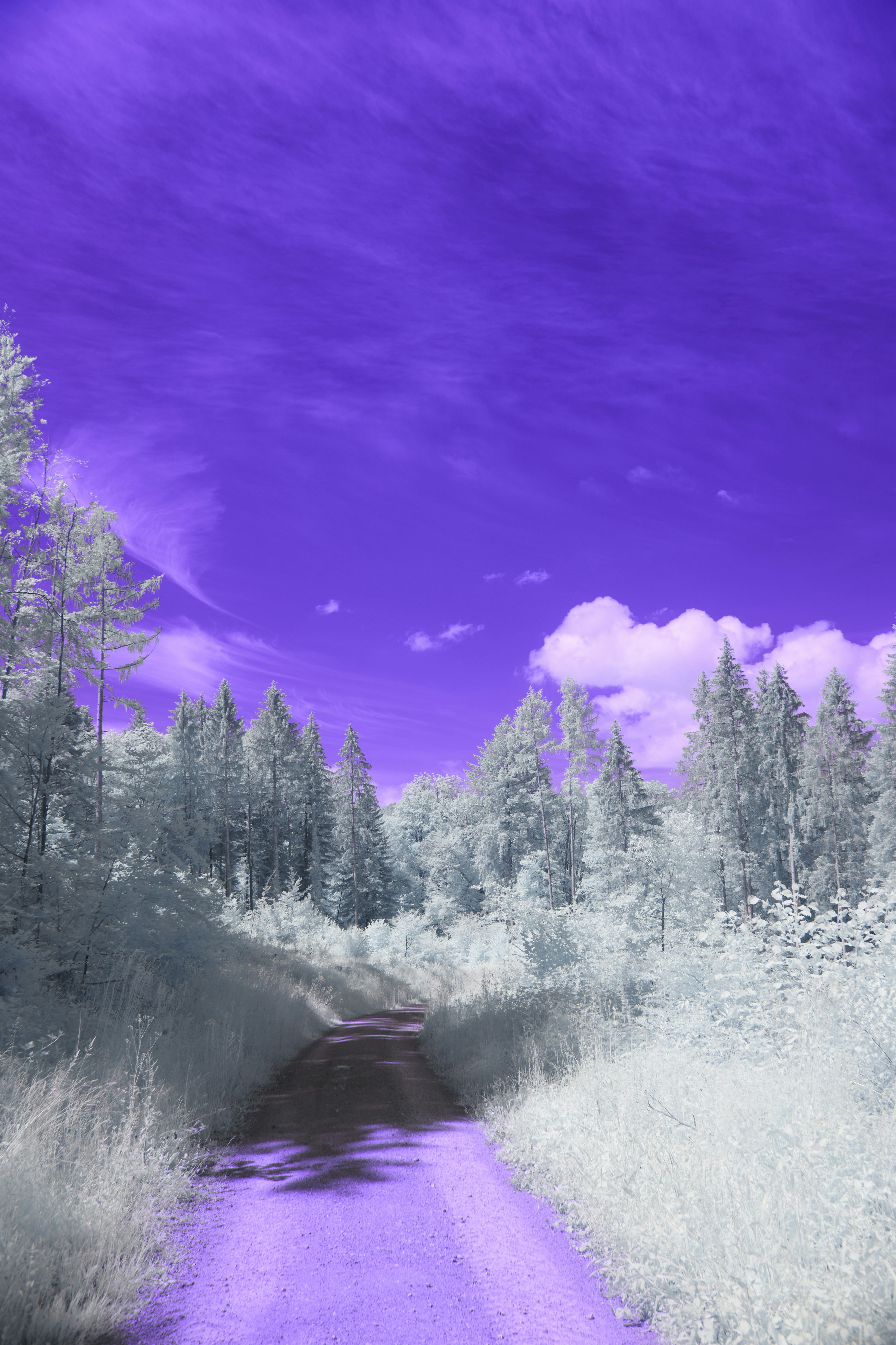 Photo by wolfgang_hasselmann