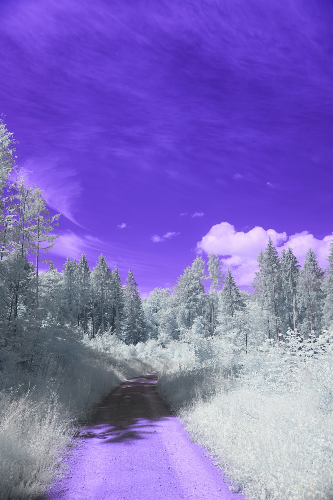 snow covered trees and mountain during daytime