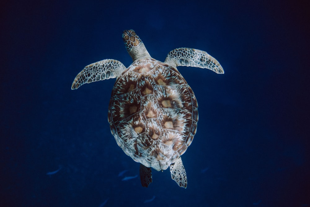 brown and white sea turtle