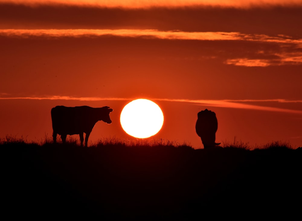 silhouette of 2 horses on grass field during sunset