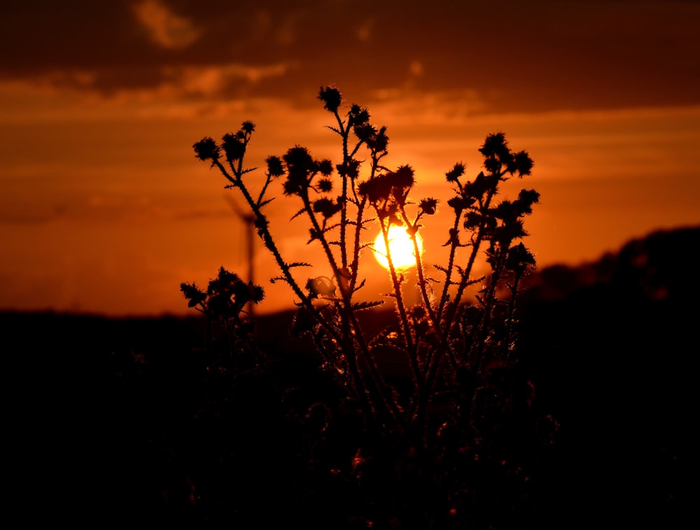 silhouette de fleurs au coucher du soleil