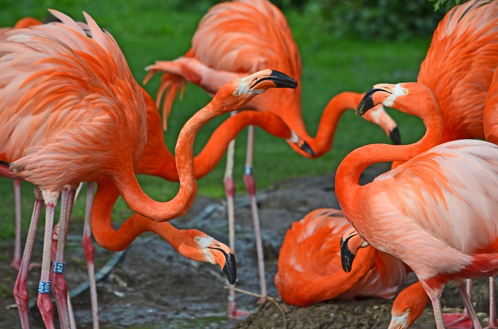 pink flamingos on green grass field during daytime