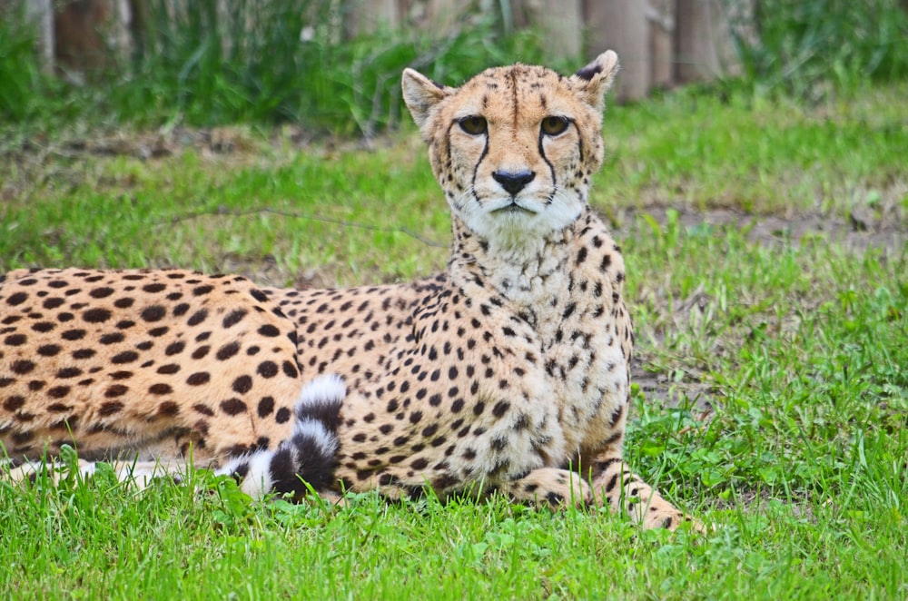 cheetah walking on green grass during daytime