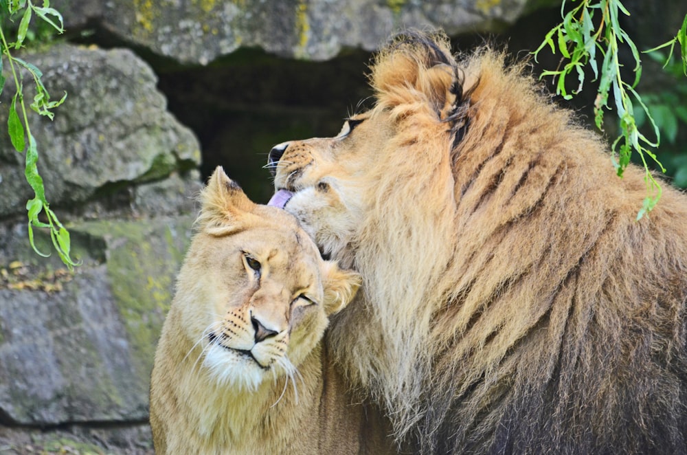 lion lying on rock during daytime