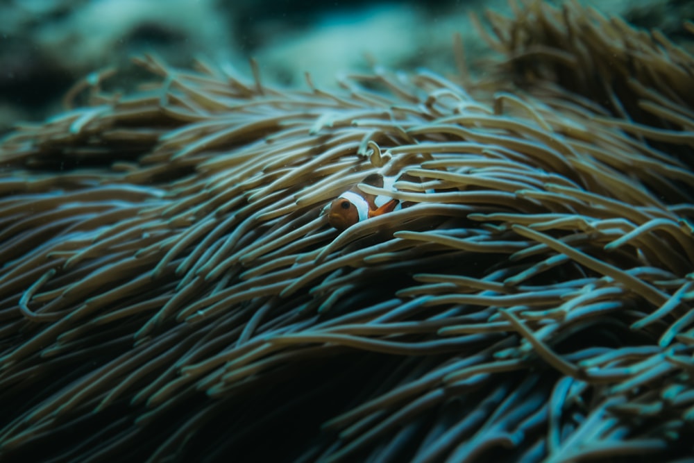 orange and white clown fish on brown plant