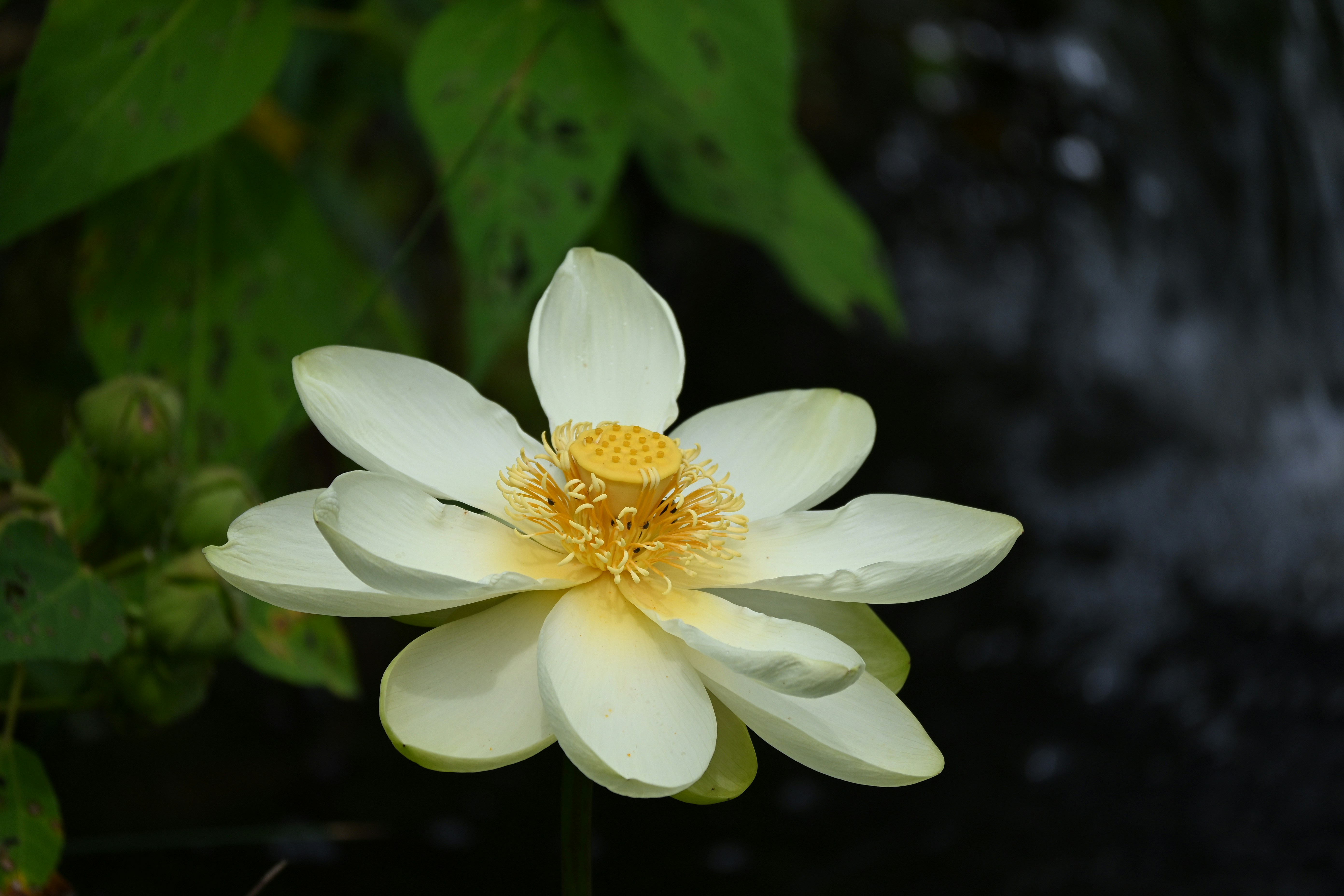 white flower with green leaves