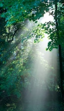 Sunlight streaming through lush green leaves in a peaceful forest setting.