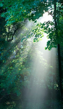 Sunlight streaming through lush green leaves in a peaceful forest setting.