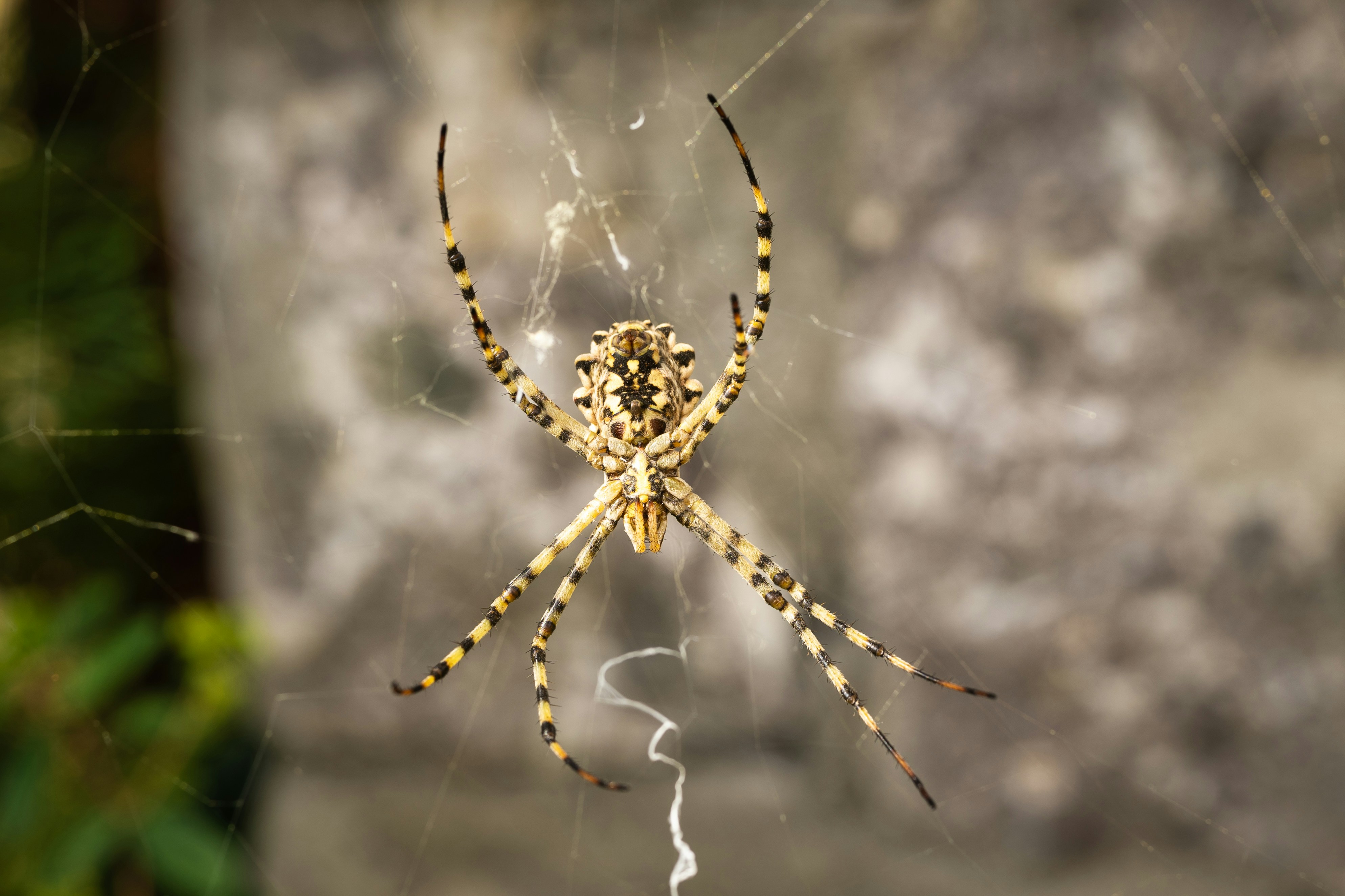 brown and black spider on web in close up photography during daytime