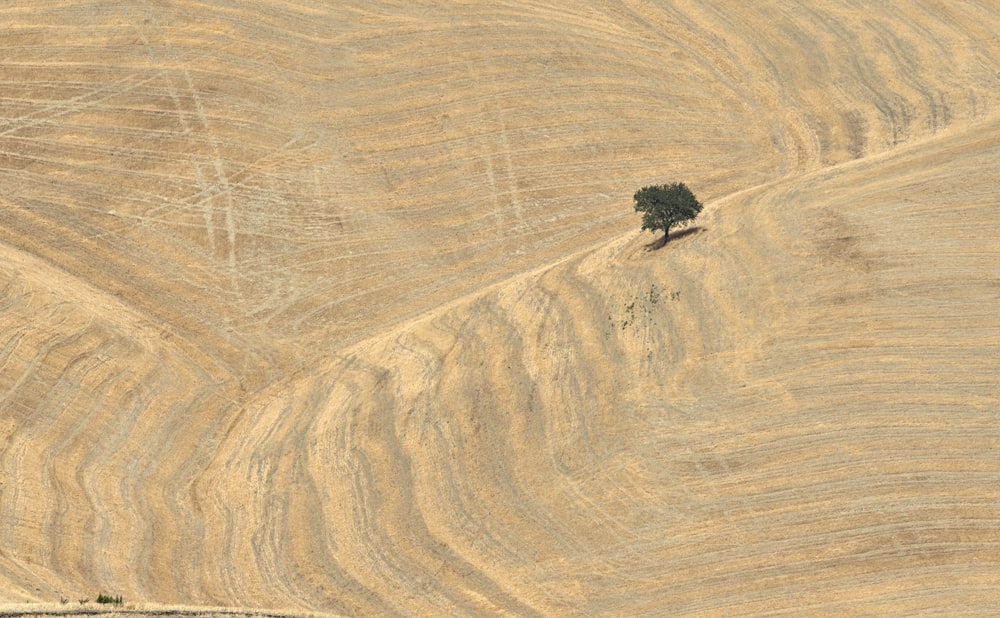 green grass on brown sand