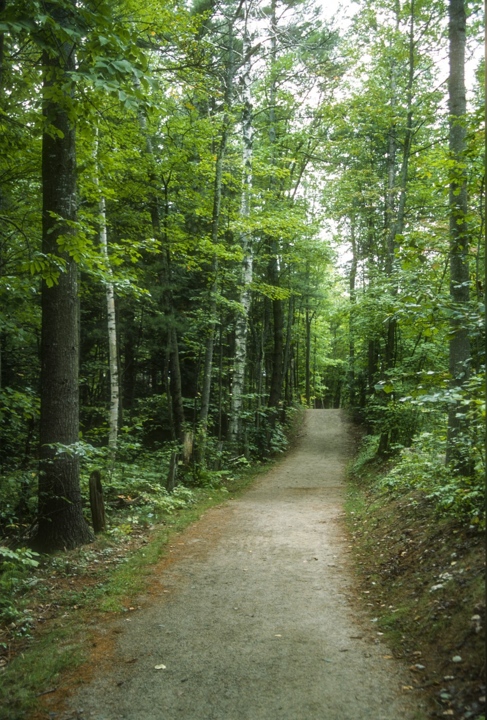 pathway between green trees during daytime