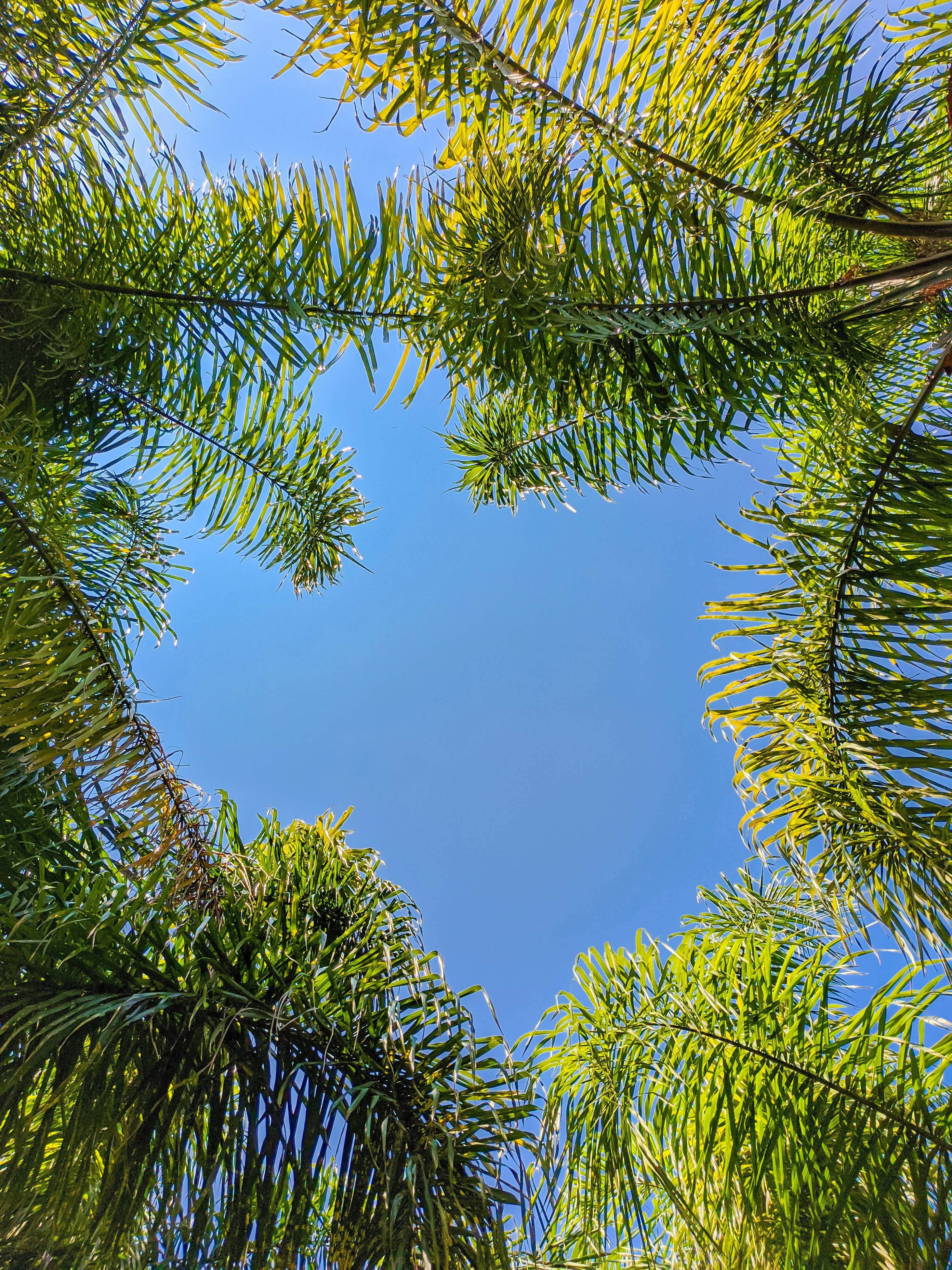 green palm tree under blue sky during daytime