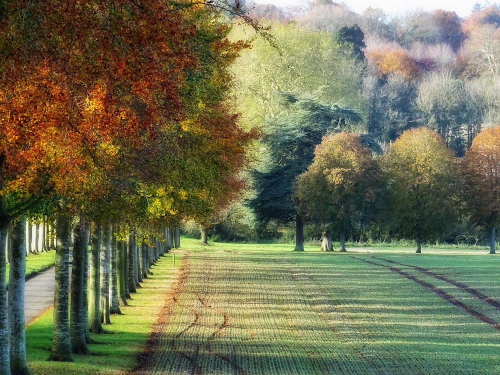 alberi verdi e marroni sul campo di erba verde durante il giorno