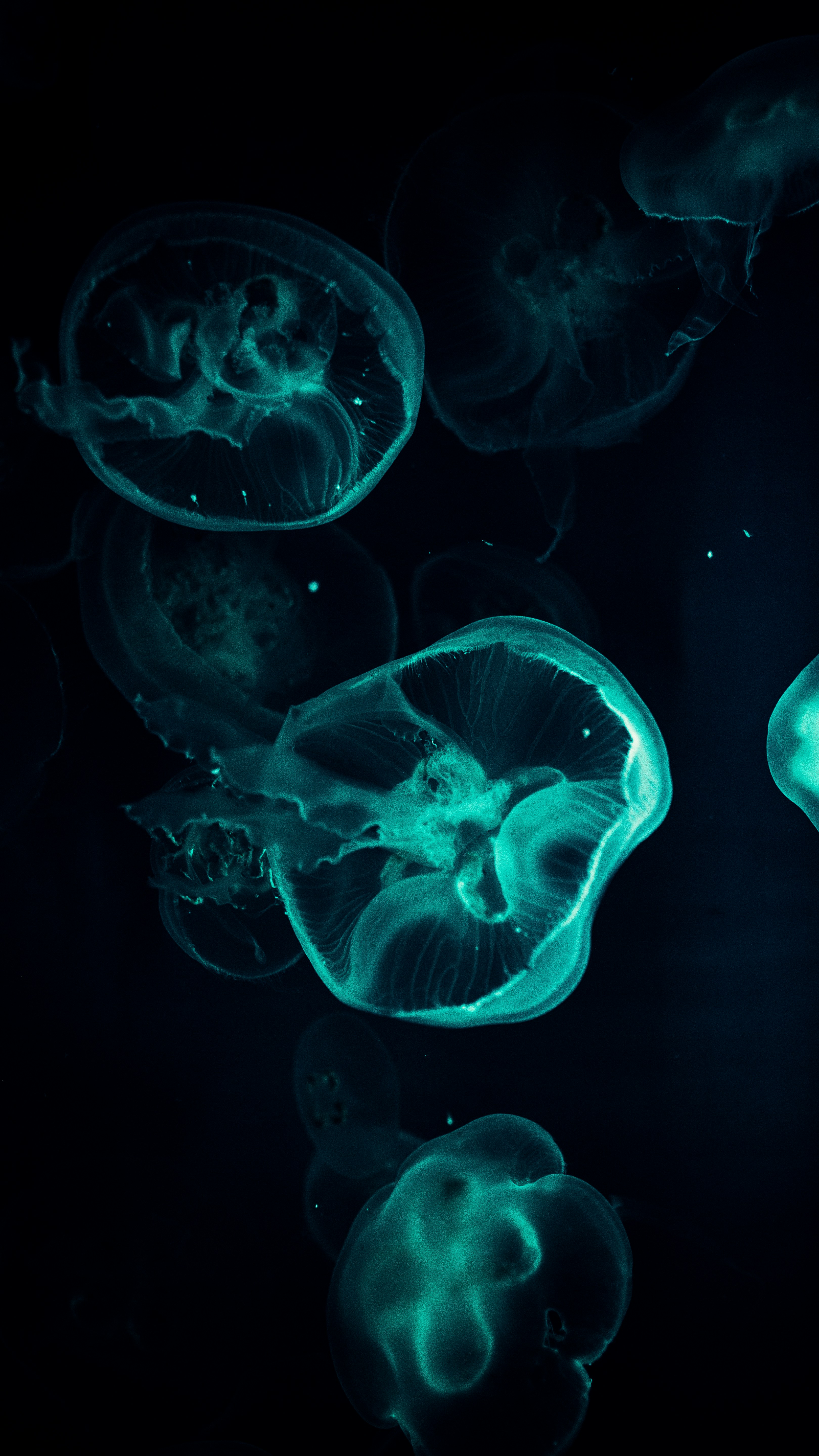 クローズ アップ写真で水中の青いクラゲの写真 Unsplashで見つけるクラゲの無料写真