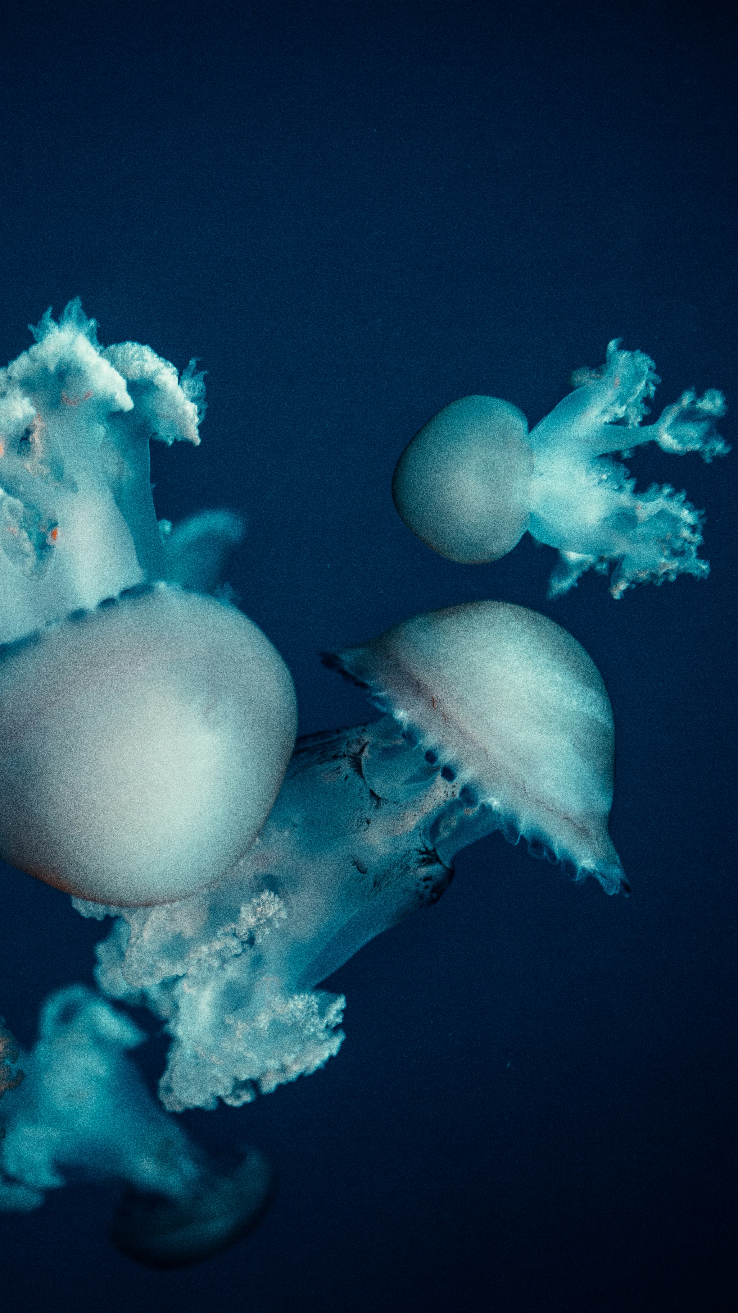 JELLYFISH