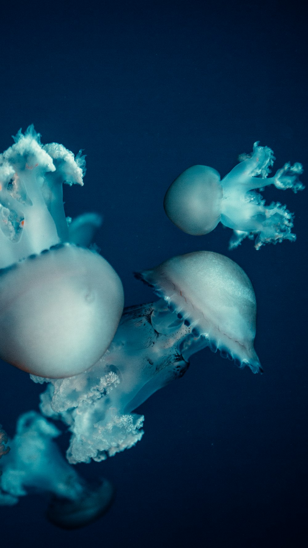 white jellyfish in blue water
