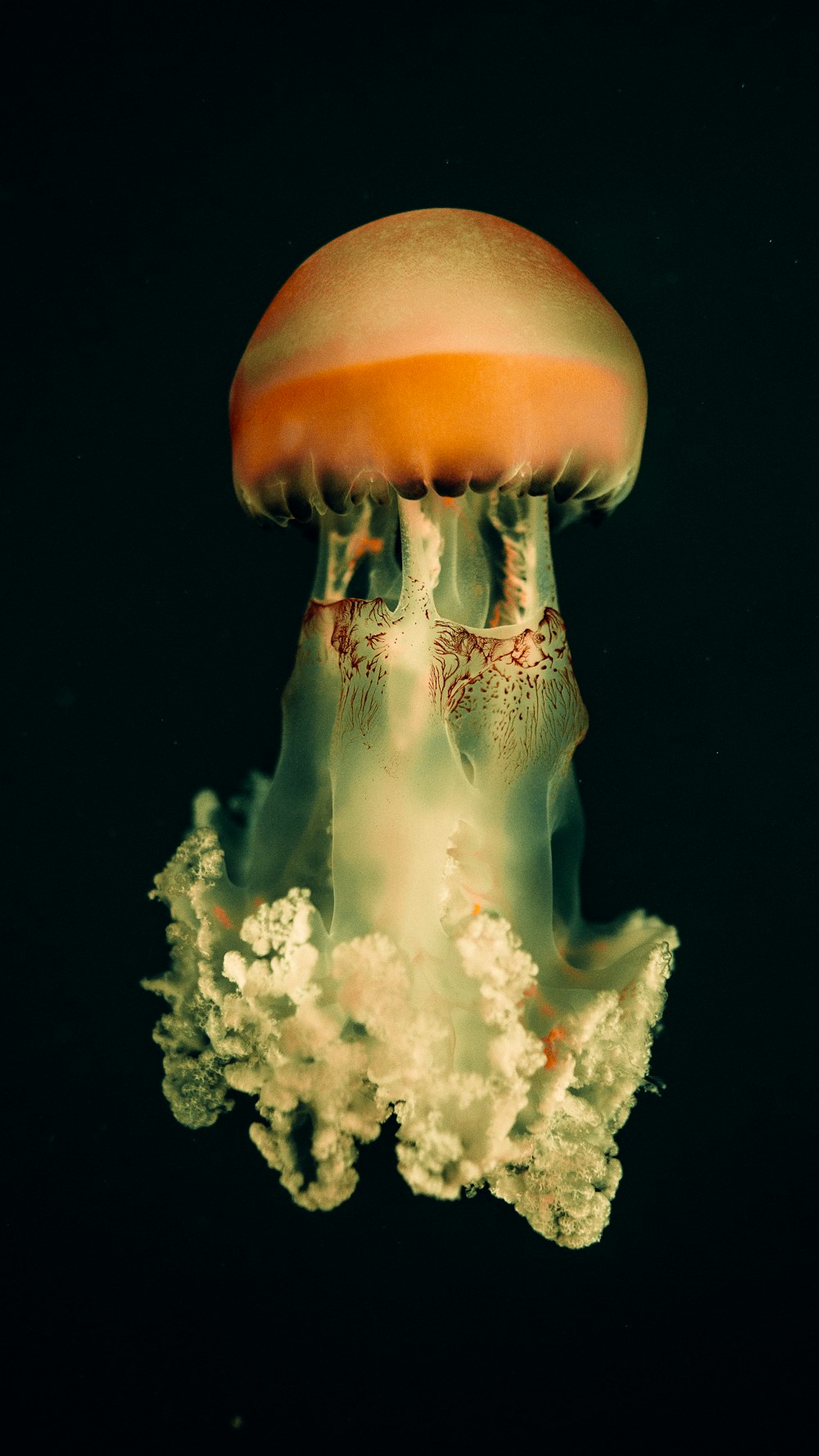 méduses blanches et brunes dans l’eau