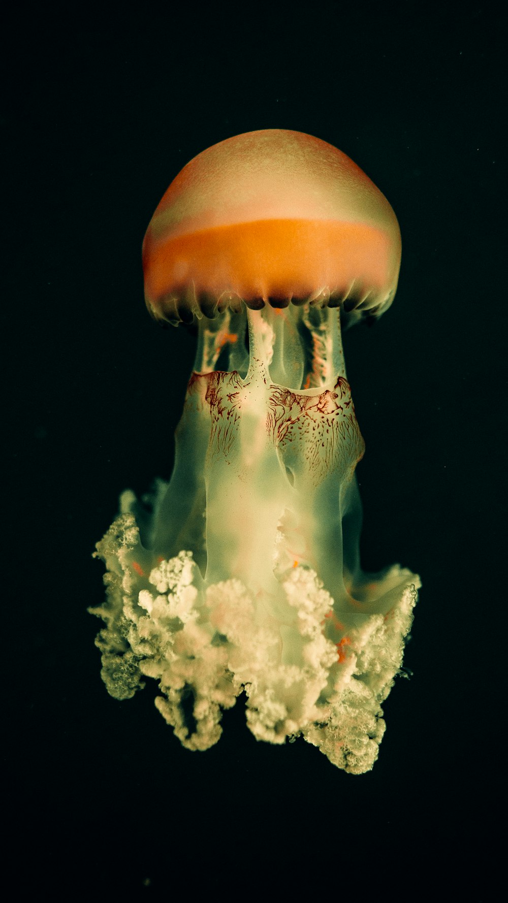 white and brown jellyfish in water