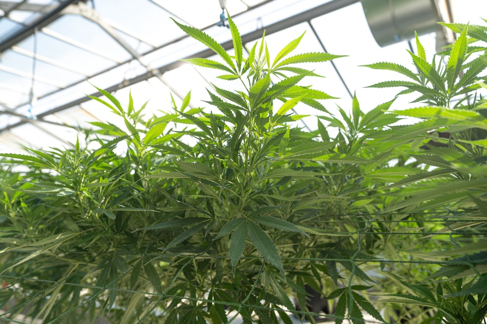 green leaves under white roof