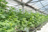 A team of cannabis cultivation workers tending to healthy green plants inside a bright greenhouse.