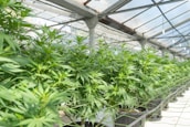 A greenhouse filled with rows of cannabis plants in pots, with the plants appearing lush and healthy. Sunlight filters through the glass roof, illuminating the vibrant green leaves.