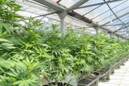 A greenhouse filled with rows of cannabis plants in pots, with the plants appearing lush and healthy. Sunlight filters through the glass roof, illuminating the vibrant green leaves.