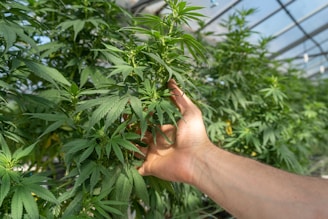 person holding green leaf plant
