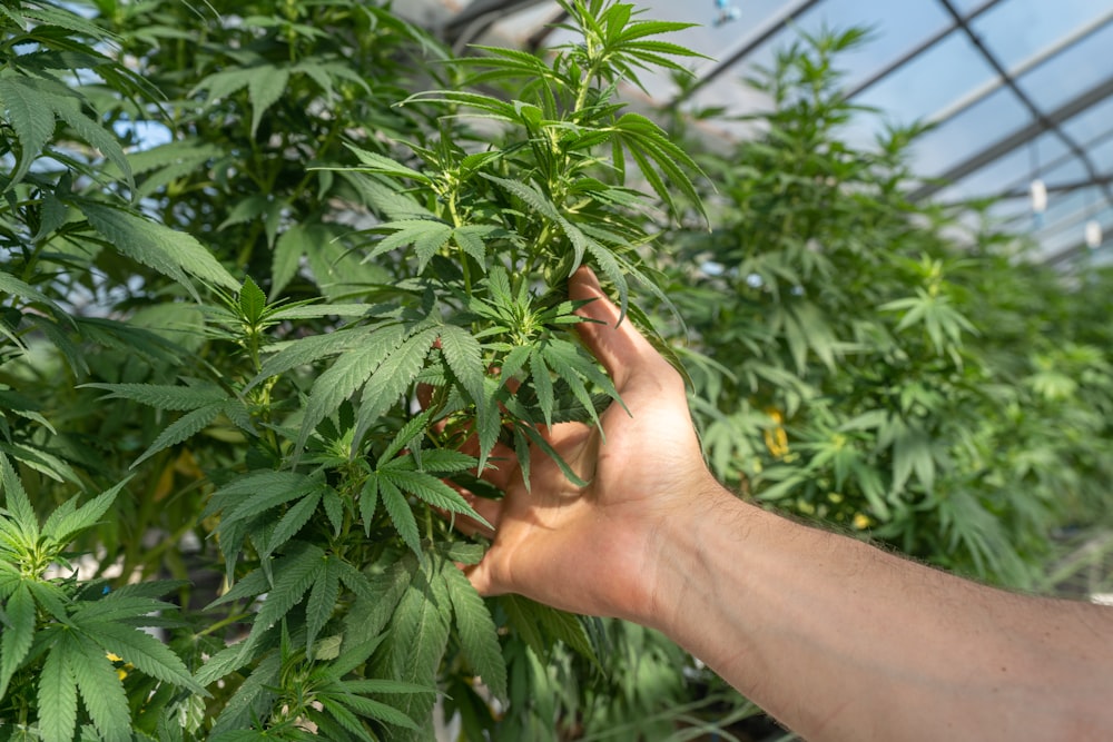 person holding green leaf plant