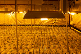 white and gray bed frame