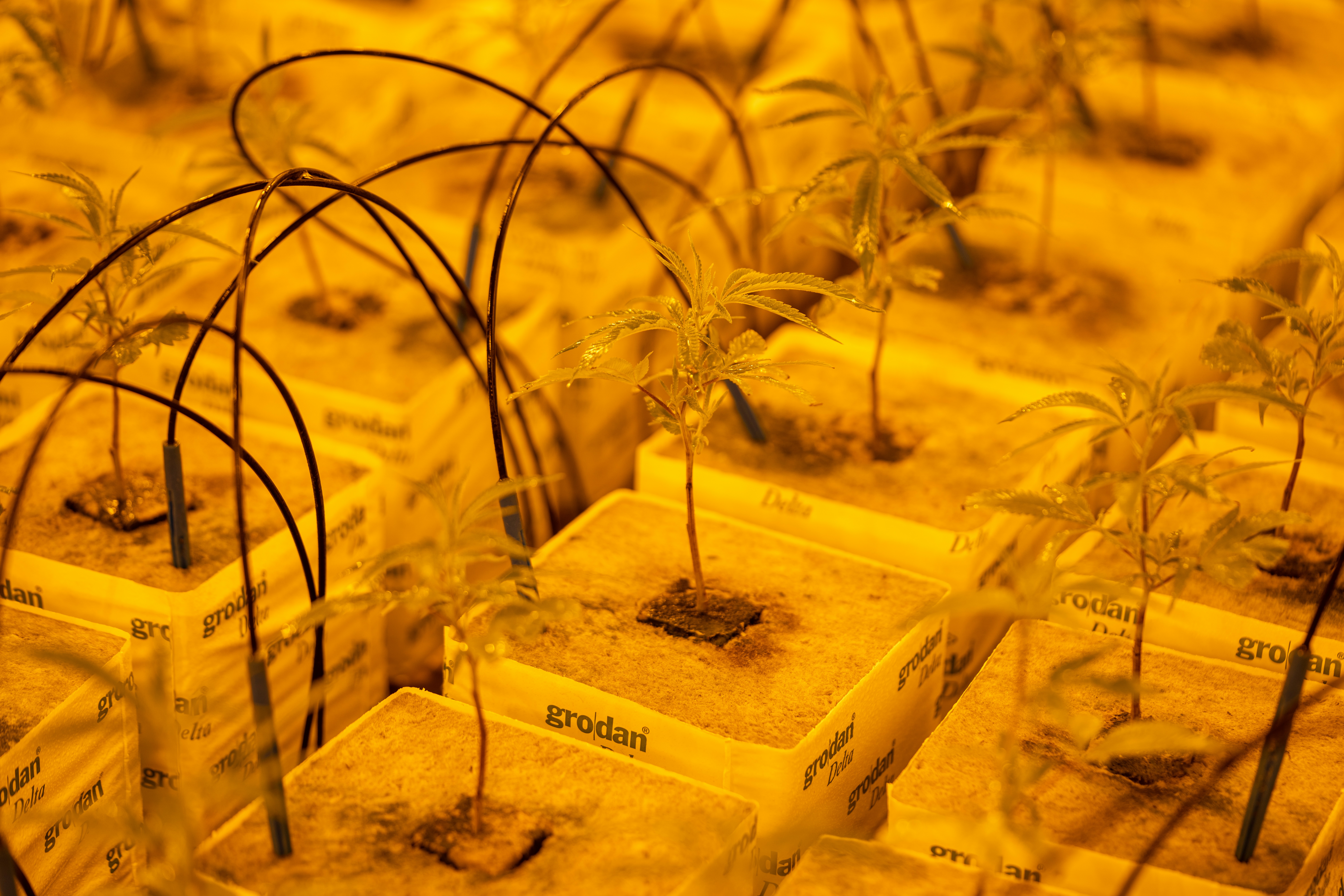 Quality testing process