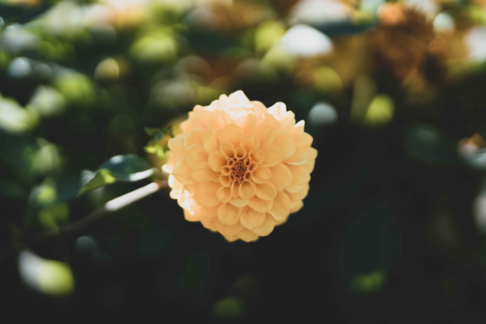 white flower in tilt shift lens