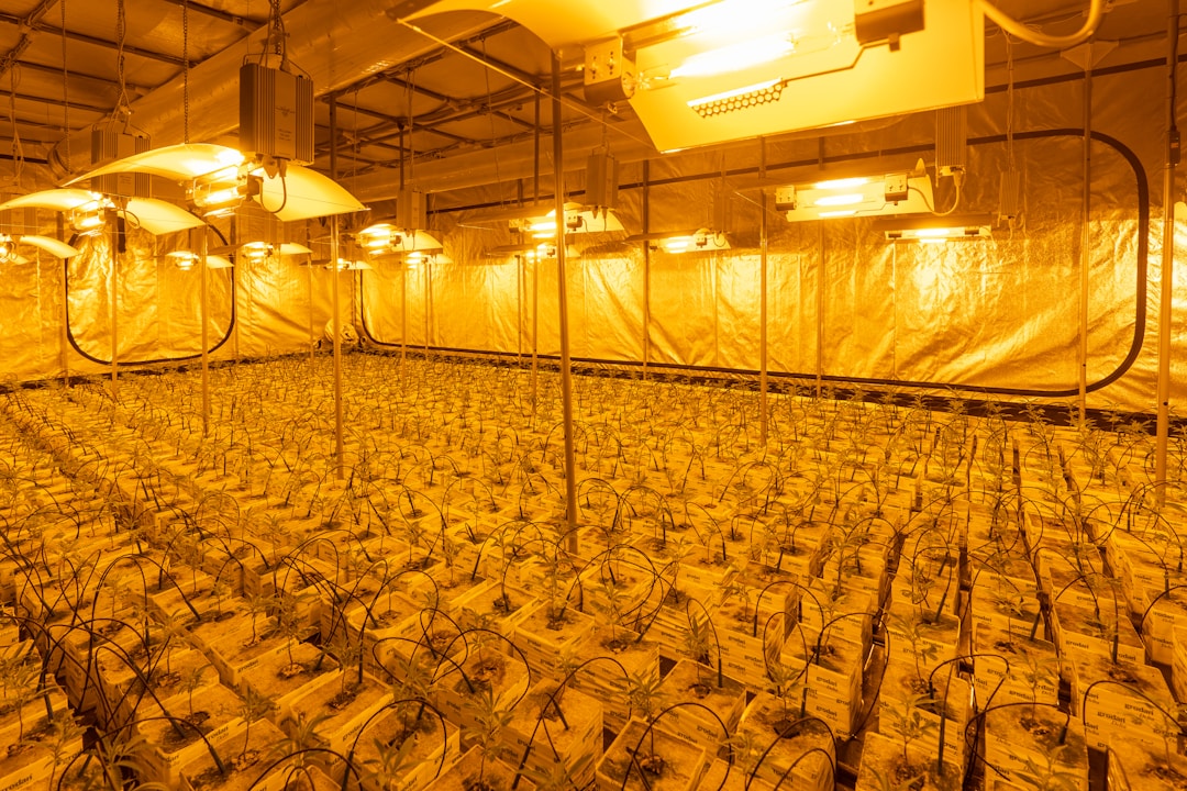 What is the Difference Between Autoflower and Photoperiod Cannabis Plants?