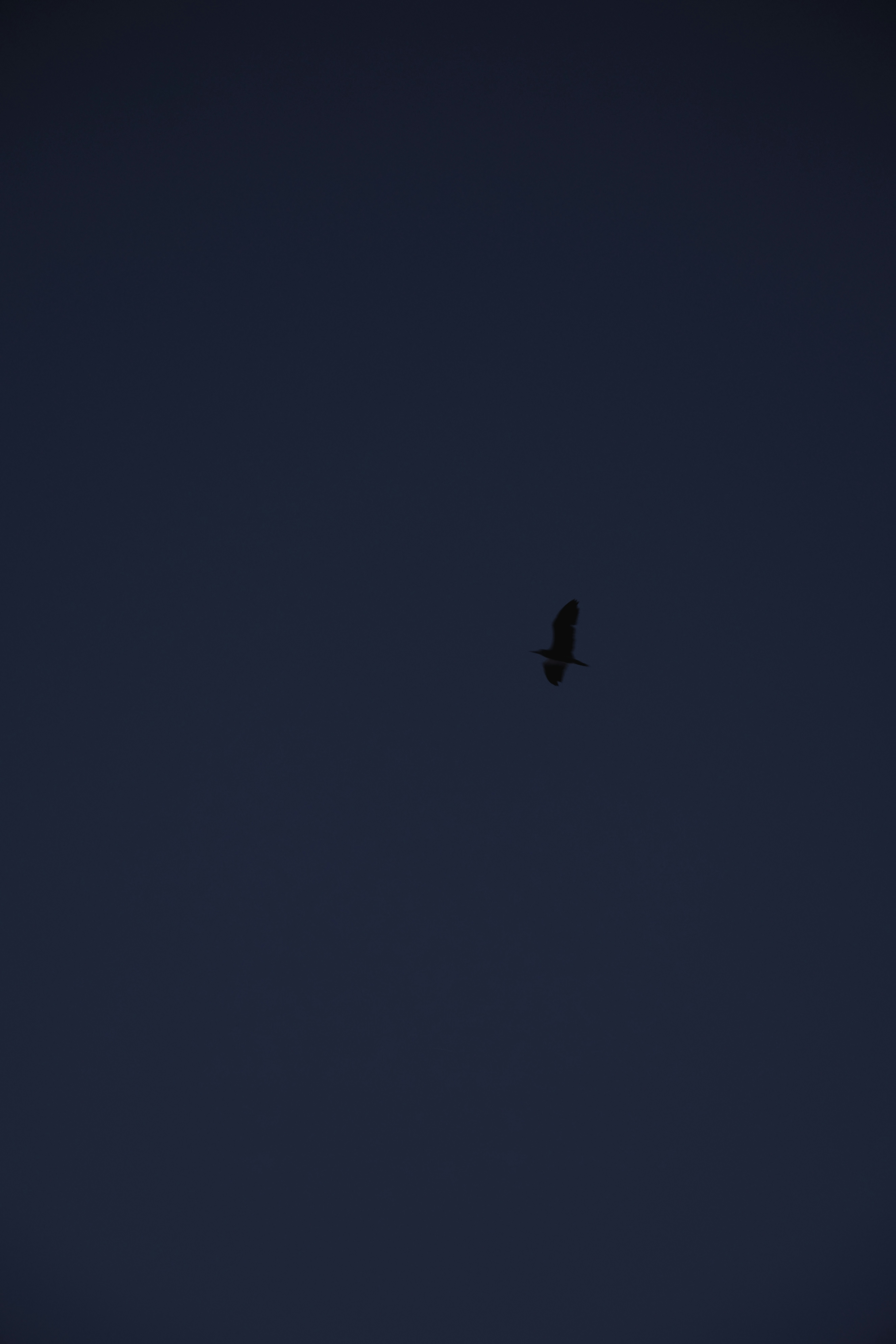 Photo by juniperphoton