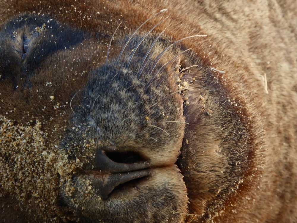 close up photo of seal