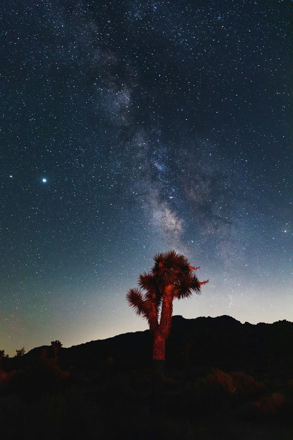 árbol marrón bajo el cielo azul durante la noche