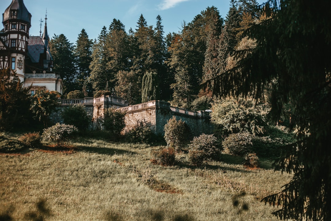 green trees on green grass field during daytime