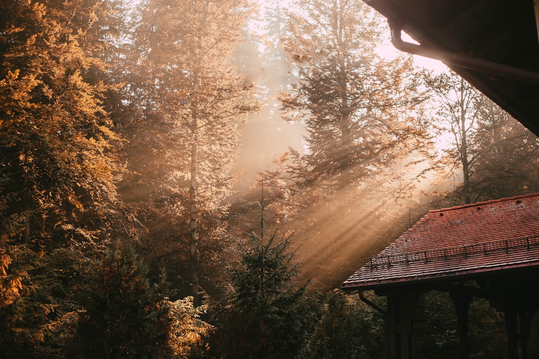 brown wooden house near green trees during daytime