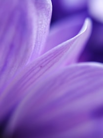 Close-up of delicate plastic petals with realistic textures and soft lighting.