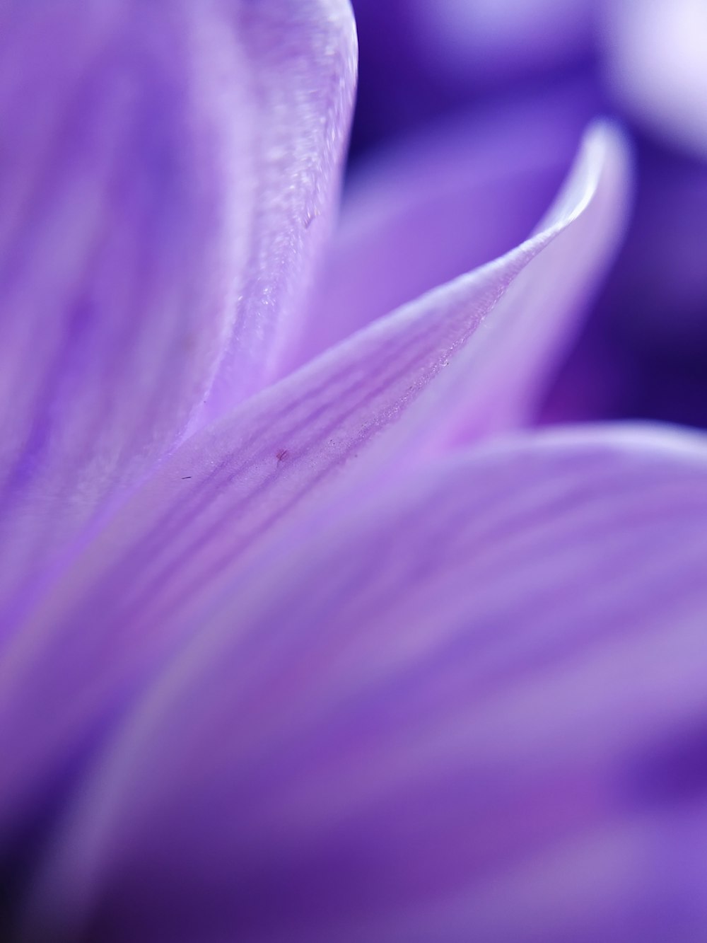 purple flower in macro shot